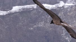 YOUNG BEARDED VULTURE SLOWMOTION CLOSE-UP
