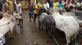 Over 50 people injured during annual bull-taming spectacle in India