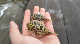 Cute expanding tiny pufferfish on man's hand