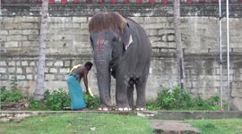 Harmonica-playing elephant in India is famous for its hair