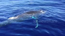 Humpback whale circles and breaches sailboat in Pacific Ocean
