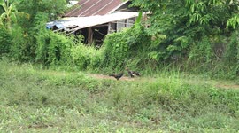 Two roosters almost get into a vicious battle many times, but finally decide to not fight and live for another day.