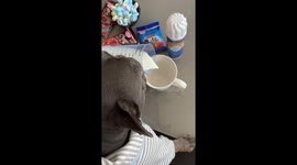 Frenchie makes hot chocolate