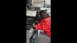 Stitch the French bulldog 'makes' a hamburger all by himself in cute tutorial