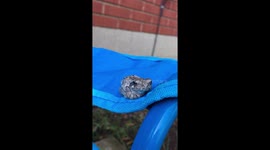 Small Grey Tree Frog