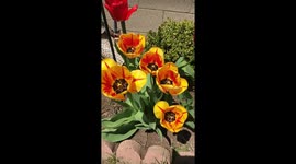 Slow motion, garden tulip blowing in the wind