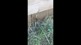 Cicada Wasp dragging cicada across grass