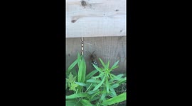 Cicada too large for cicada wasp to fly off with, stings cicada.