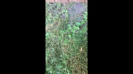 The lawn is moving! Bunny nest (bunnies not shown)
