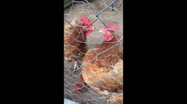 Helpful chicken friend cleans face. Chicken seems shocked/offended.