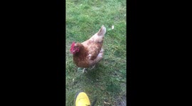 Chicken hops up on bench when summoned. Chicken training. Short clip.