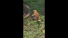 Cat timidly chases and fights snakes