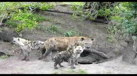 Rare Hyena behaviour around a den site with playing and genital greeting