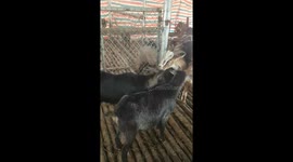 One Goat Riot the barn after a ferocious attack and fights with 4 other goats