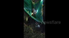 Forest officers race to save tiger from watery grave in India