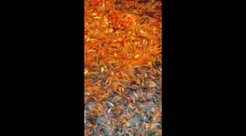Thousands of fish swarm lake in Vietnam as visitors thrown food in