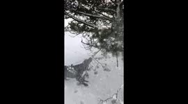 A dog shakes the snow covered tree