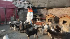 Kind-hearted man adopts over 200 stray dogs in southern China