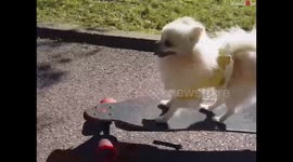 Cute Pomeranian Doggy Skating At the Park