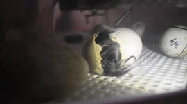 Bird owner records magical hatching of baby duckling