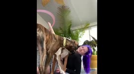 Pittsburgh woman impressively keeps hula hoop going on foot as she's mauled by kisses from Boxer dogs