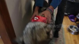 Sled Dog  Sojou refuses to wear mask to go training