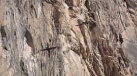 HUGE BIRDS, VULTURE AND EAGLE FLYING TOGETHER