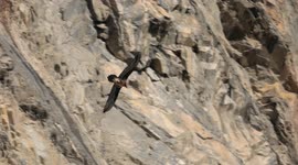SPECTACULAR BEARDED VULTURE DROPS LARGE BONE
