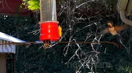 Hummingbird fight in slow motion 300 fps JCMDI V11142