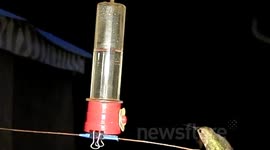 300fps slow motion hummingbird chase-off confrontation JCMDI V11177