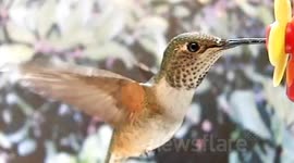 Beautiful slow motion 300fps female hummingbird feeding JCMDI V11200