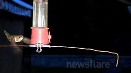 Slow motion hummingbird fight 300fps one bird sits on another's face JCMDI V11205