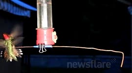 Hummingbird fight in slow motion 300fps JCMDI V11206