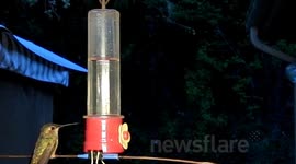 Hummingbirds fighting slow motion 300fps JCMDI V11207