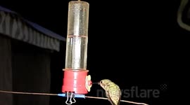 Slow motion hummingbird fight 300fps slow motion JCMDI V11208