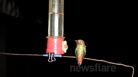 Short slow motion fight - hummingbirds JCMDI V11209