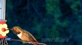 Great hummingbird fight in slow motion 300fps JCMDI V11210