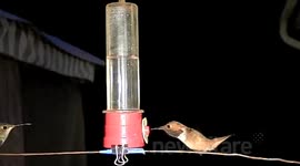 300fps hummingbird FIGHT multiple confrontations chases JCMDI V11212