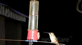 multiple slow motion hummingbird fights 300fps JCMDI V11213