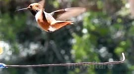 Colorful male hummingbird at feeder in 300fps slow motion JCMDI V11215