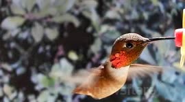 Beautiful close up male hummingbird feeding in slow motion 300fps JCMDI V11245