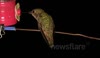Realtime male and female hummingbird doing trapeze act fight with audio JCMDI V11269