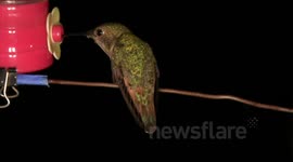 Realtime male and female hummingbird doing trapeze act fight with audio JCMDI V11269