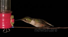 Multi-hummingbird chase-fight scenes with audio JCMDI V11276