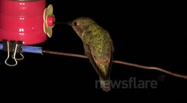 Hummingbird trapeze act and fight with audio JCMDI V11277