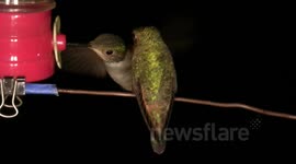 Female hummingbirds share feeder then trapeze fight with male JCMDI V11278