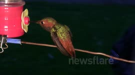 Colorful male hummingbird sitting at feeder JCMDI V11285