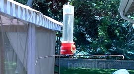 Great hummingbird fights in 300fps slow motion JCMDI V11310