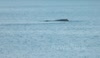 Sperm Whale in Oban Bay Scotland