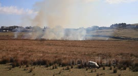 gorse fire princetown dartmoor national park devon